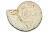 Jurassic Ammonite (Perisphinctes) Fossil - Madagascar #337692-1